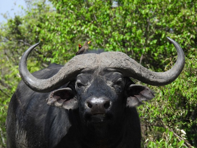Reisreportage Kenia en Groenland