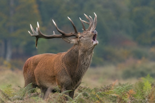 Weekend Le brme du cerf 25-27 september
